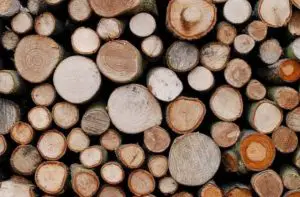 hardwood softwood tree logs